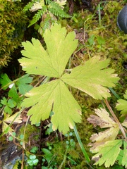 Anemonastrum baicalense (Anemonastrum baicalense)