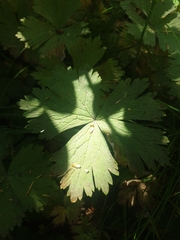 Anemonastrum baicalense (Anemonastrum baicalense)