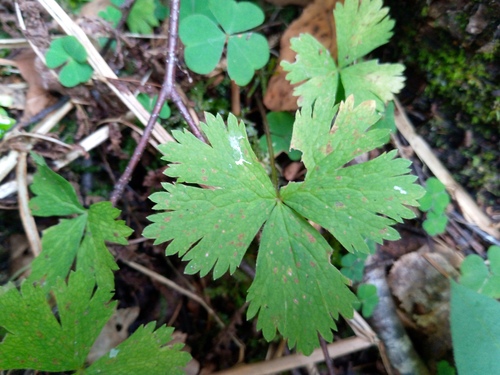 Anemonastrum baicalense (Anemonastrum baicalense)