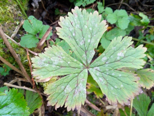 Anemonastrum baicalense (Anemonastrum baicalense)