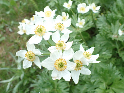 Anemonastrum biarmiense (Anemonastrum biarmiense)