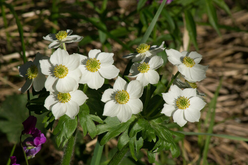 Anemonastrum biarmiense (Anemonastrum biarmiense)