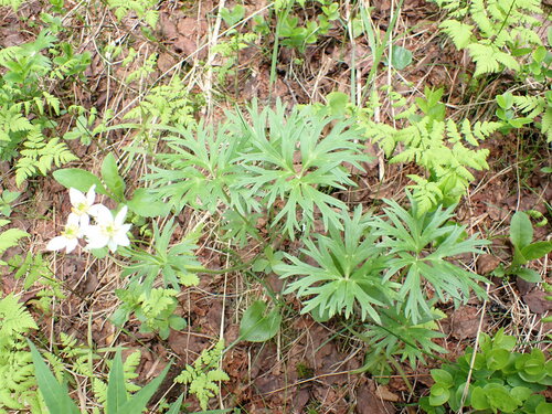 Anemonastrum biarmiense (Anemonastrum biarmiense)
