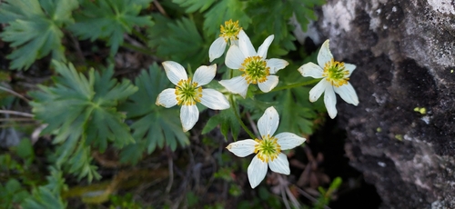 Anemonastrum biarmiense (Anemonastrum biarmiense)