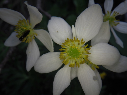 Anemonastrum biarmiense (Anemonastrum biarmiense)