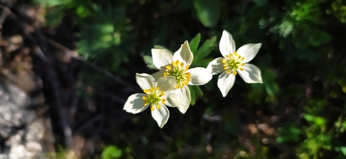 Anemonastrum biarmiense (Anemonastrum biarmiense)