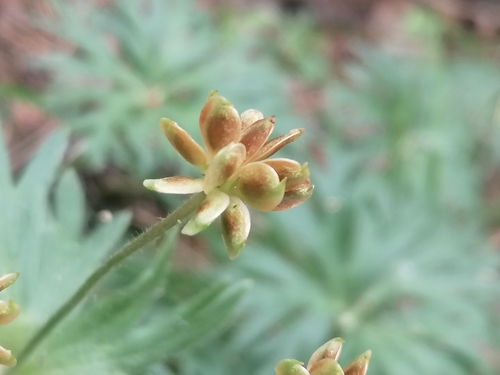 Anemonastrum biarmiense (Anemonastrum biarmiense)