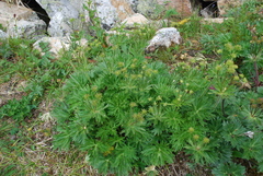 Anemonastrum biarmiense (Anemonastrum biarmiense)