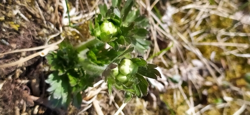Anemonastrum biarmiense (Anemonastrum biarmiense)