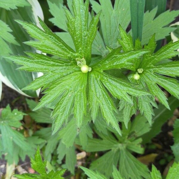 Canadian anemone (Anemonastrum canadense)