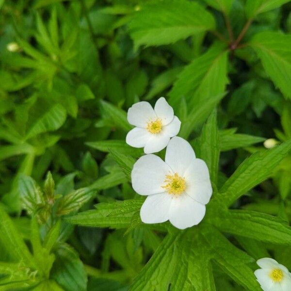 Canadian anemone (Anemonastrum canadense)