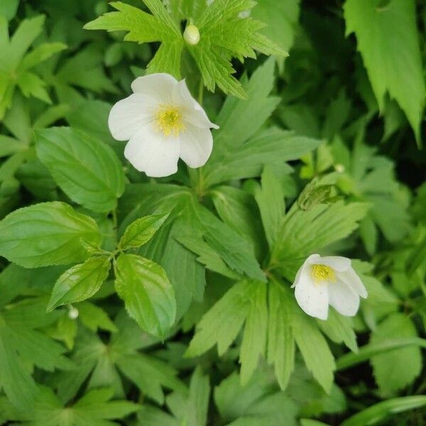 Canadian anemone (Anemonastrum canadense)