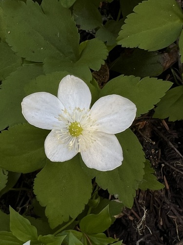 Columbian windflower (Anemonastrum deltoideum)