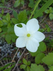 Columbian windflower (Anemonastrum deltoideum)