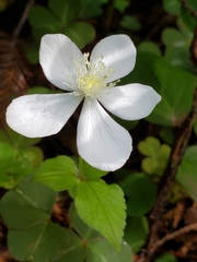 Columbian windflower (Anemonastrum deltoideum)