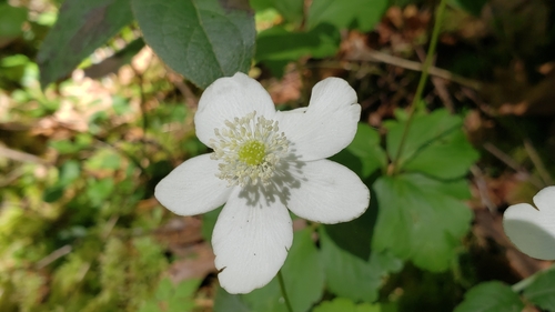 Columbian windflower (Anemonastrum deltoideum)