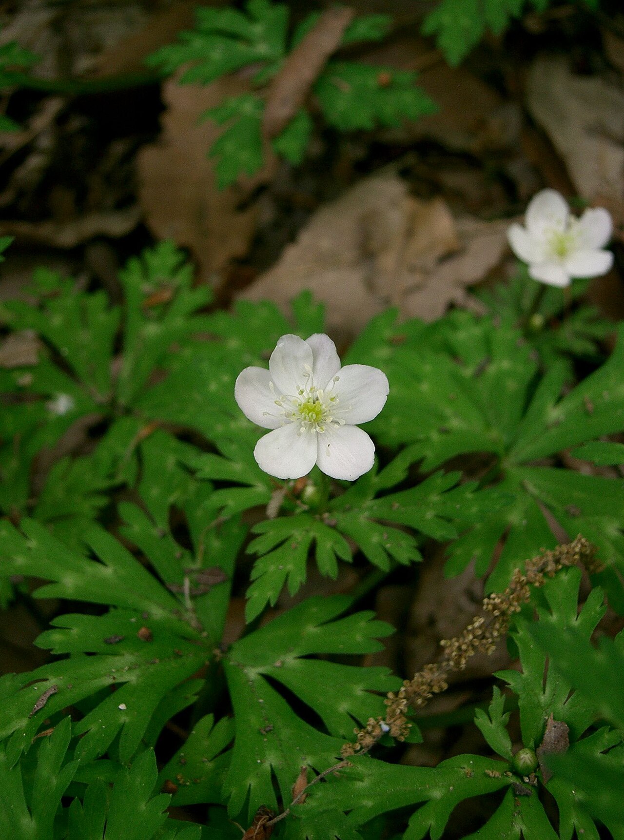 Flaccid anemone: Anemone flaccida
