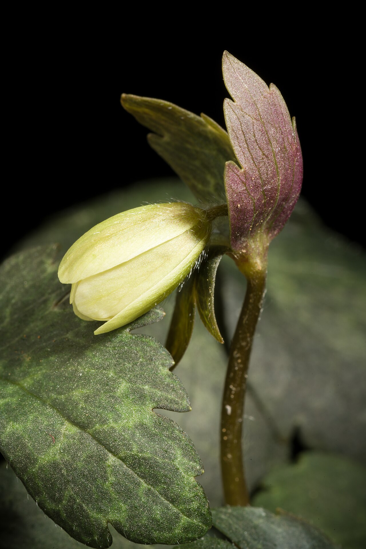 Anemonastrum keiskeanum: Plant derived from Ehime, Japan White rounded sepals type Japanese Name ユキワリイチゲ, ルリイチゲ,ウラベニソウ, 雪割一華 Taxonomy Family キンポウゲ科 Ranunculaceae Genus イチリンソウ属 Anemone D