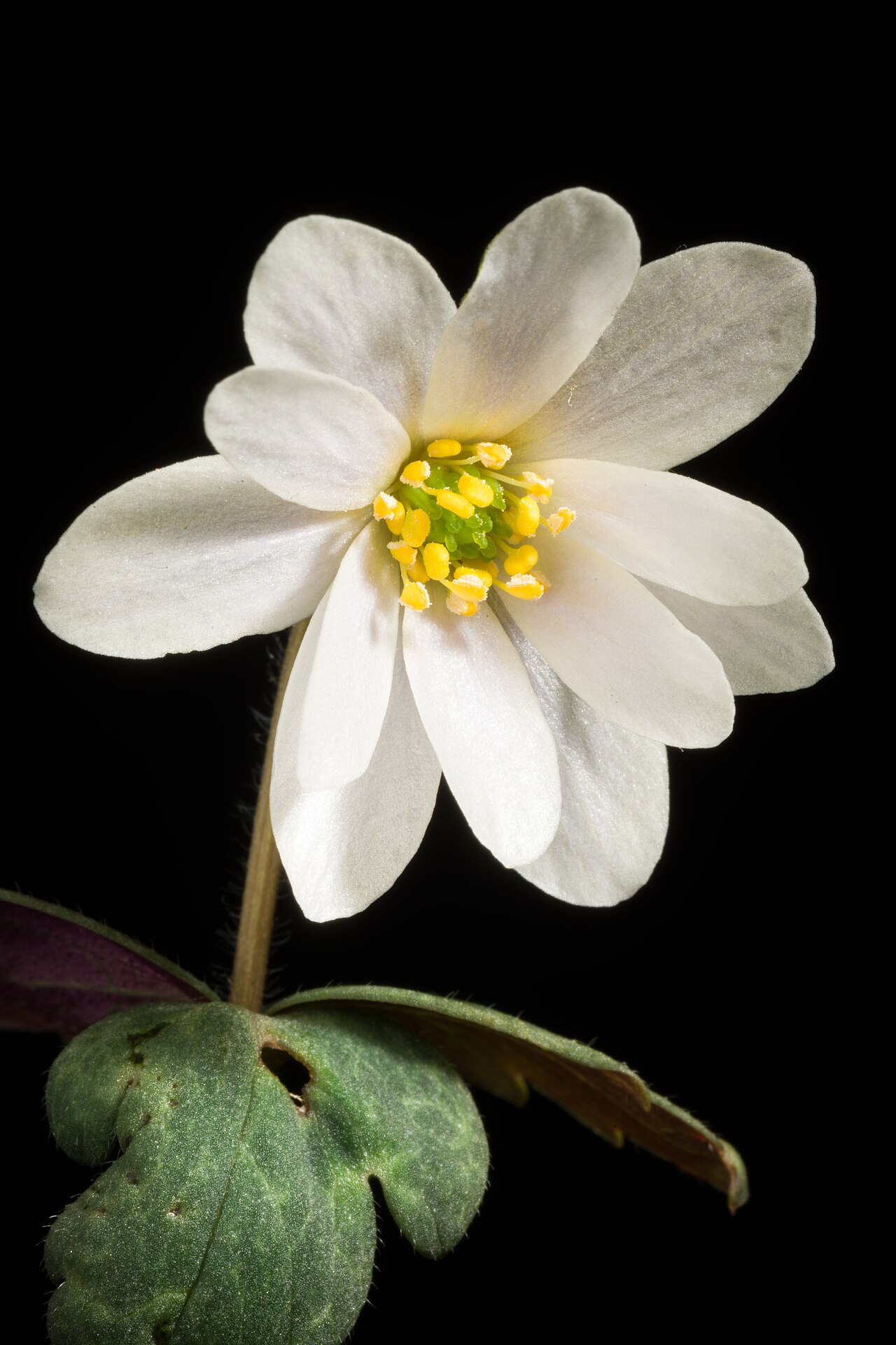 Anemonastrum keiskeanum: Plant derived from Ehime, Japan White rounded sepals type Japanese Name ユキワリイチゲ, ルリイチゲ,ウラベニソウ, 雪割一華 Taxonomy Family キンポウゲ科 Ranunculaceae Genus イチリンソウ属 Anemone D