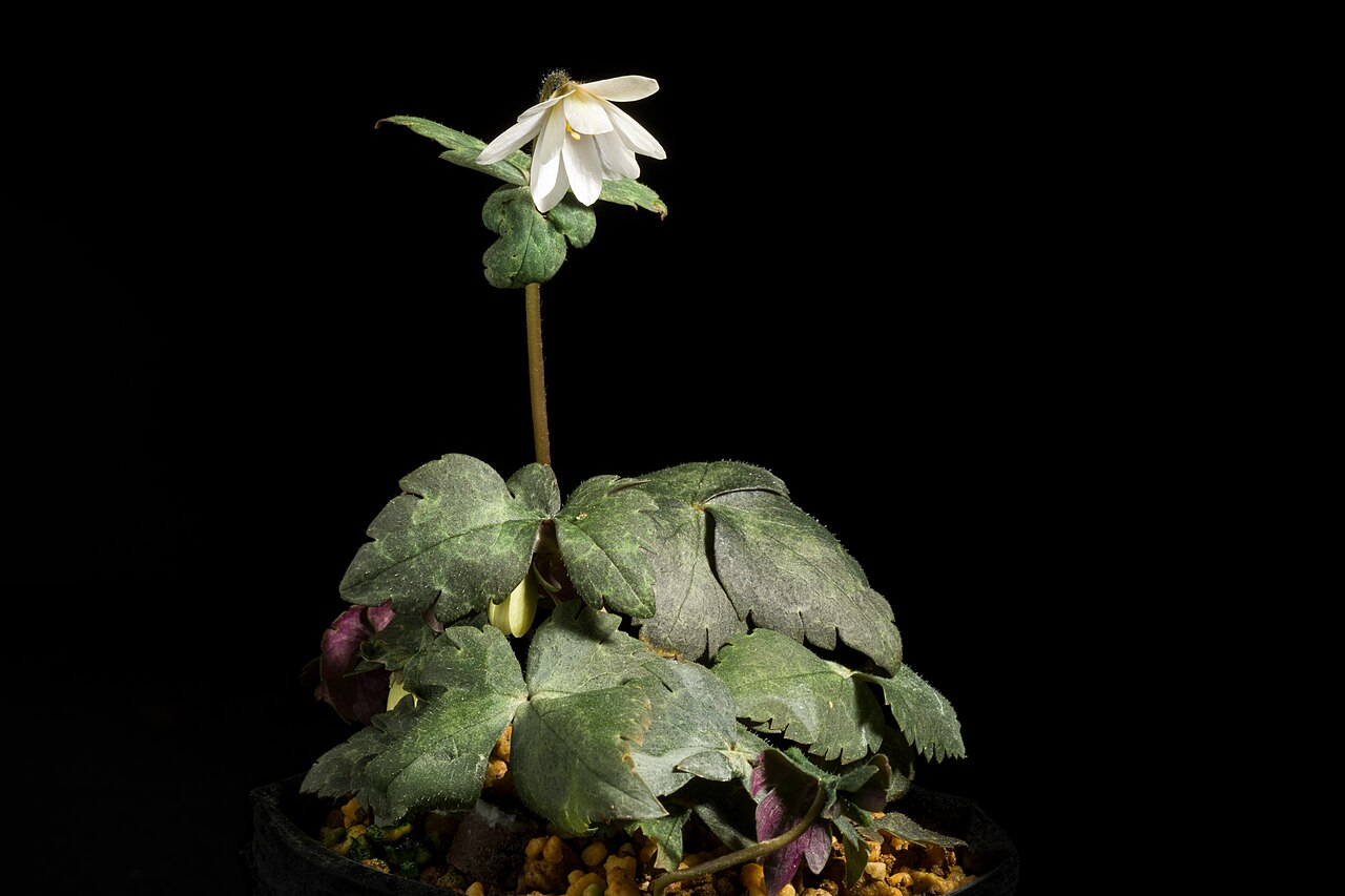 Anemonastrum keiskeanum: Plant derived from Ehime, Japan White rounded sepals type Japanese Name ユキワリイチゲ, ルリイチゲ,ウラベニソウ, 雪割一華 Taxonomy Family キンポウゲ科 Ranunculaceae Genus イチリンソウ属 Anemone D