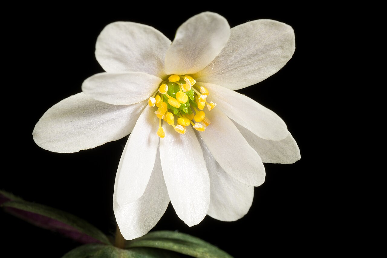 Anemonastrum keiskeanum: Plant derived from Ehime, Japan White rounded sepals type Japanese Name ユキワリイチゲ, ルリイチゲ,ウラベニソウ, 雪割一華 Taxonomy Family キンポウゲ科 Ranunculaceae Genus イチリンソウ属 Anemone D