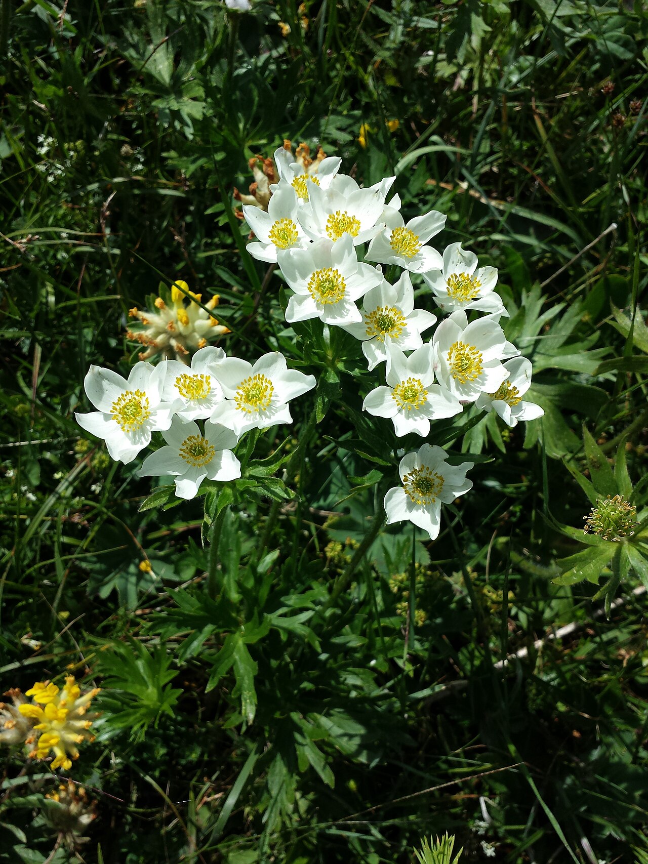 Narcissus anemone: Inflorescence Taxonym: Anemonastrum narcissiflorum ss Fischer et al. EfÖLS 2008 ISBN 978-3-85474-187-9 Location: Ötscher, district Scheibbs, Lower Austria - ca.