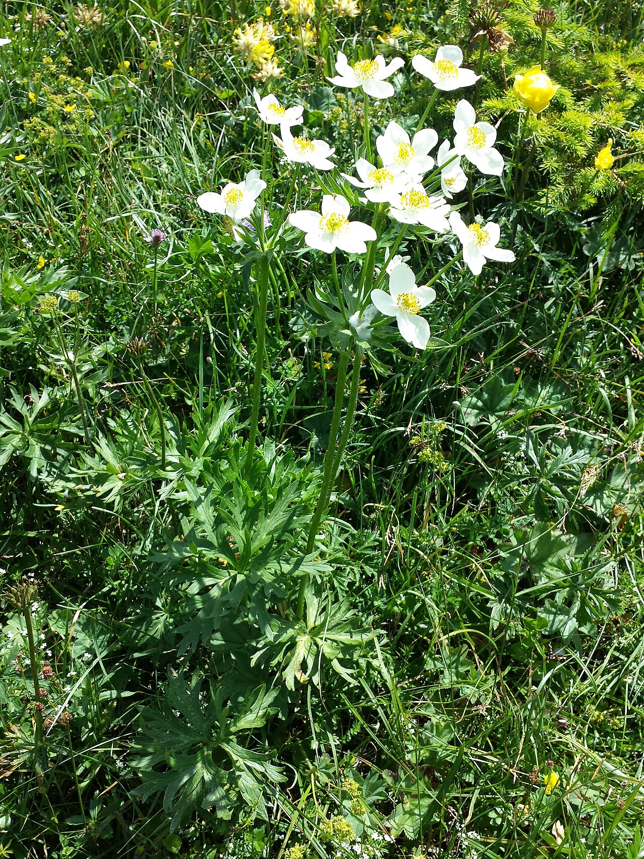 Narcissus anemone: Habitus Taxonym: Anemonastrum narcissiflorum ss Fischer et al. EfÖLS 2008 ISBN 978-3-85474-187-9 Location: Ötscher, district Scheibbs, Lower Austria - ca. 1500