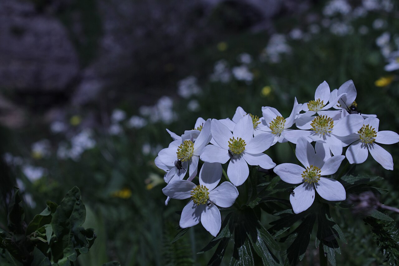 Narcissus anemone: This is a photo of a natural site in Armenia identified by the ID