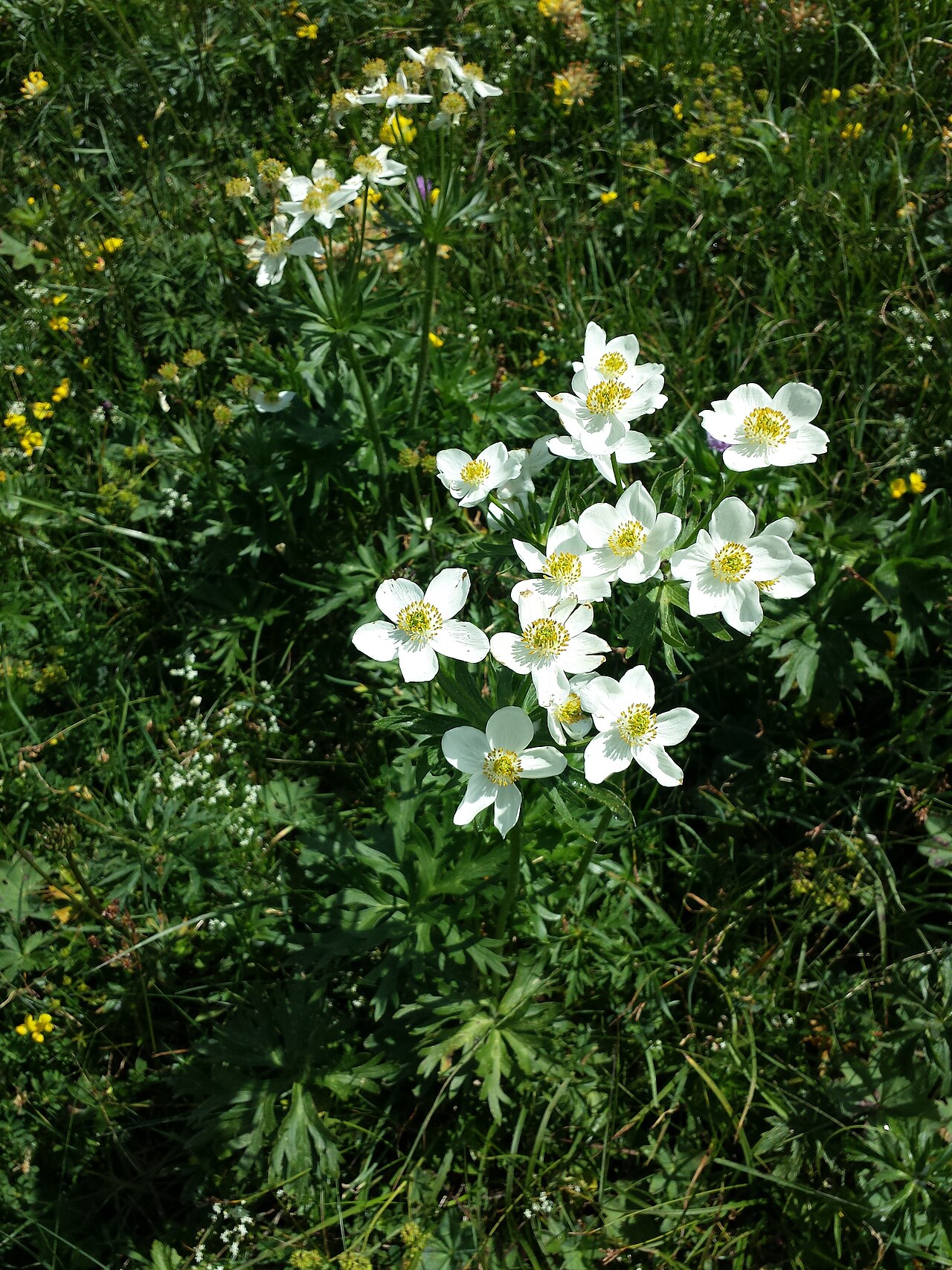Narcissus anemone: Inflorescence Taxonym: Anemonastrum narcissiflorum ss Fischer et al. EfÖLS 2008 ISBN 978-3-85474-187-9 Location: Ötscher, district Scheibbs, Lower Austria - ca.