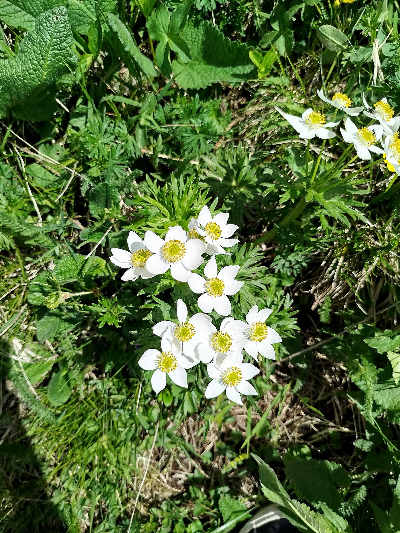 Narcissus anemone: This is a photo of a natural site in Armenia identified by the ID