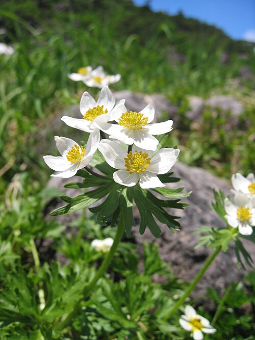 Narcissus anemone: Anemone narcissiflora .