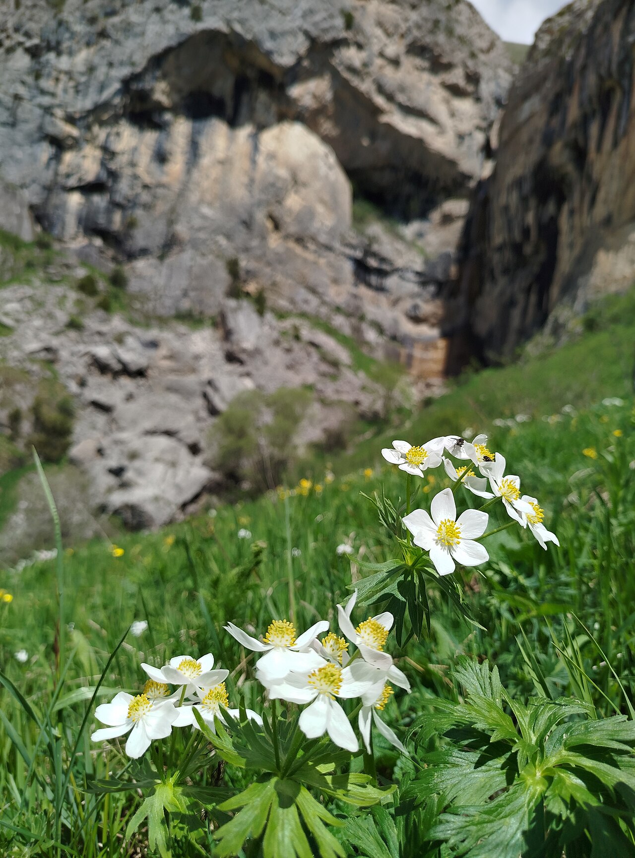 Narcissus anemone: This is a photo of a natural site in Armenia identified by the ID