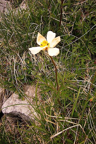 Narcissus anemone: Anemonastrum narcissiflorum