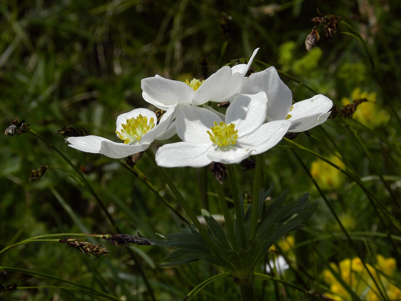 Narcissus anemone: Ein Alpen-Berghähnlein (Anemone narcissiflora bzw. Anemonastrum narcissiflorum) auf der Rax.