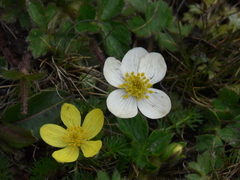 Anemonastrum obtusilobum (Anemonastrum obtusilobum)