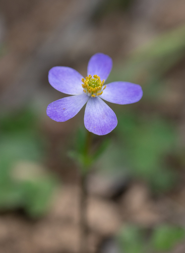 Anemonastrum obtusilobum (Anemonastrum obtusilobum)