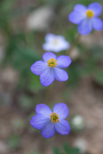 Anemonastrum obtusilobum (Anemonastrum obtusilobum)
