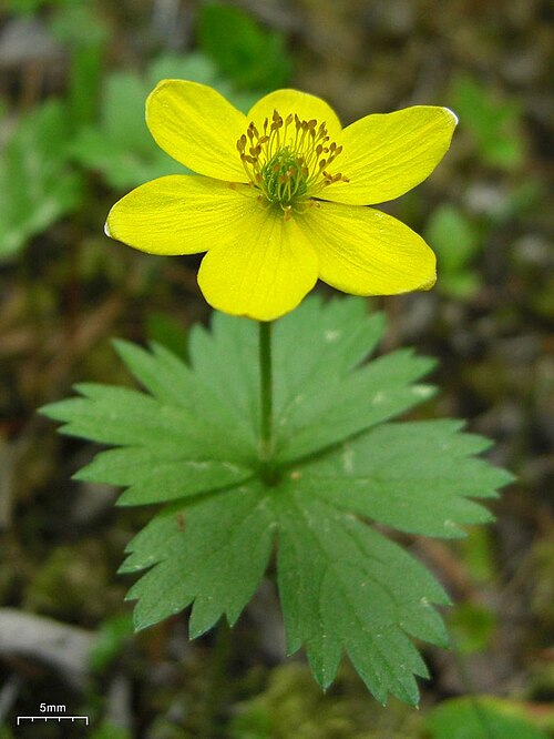 Yellow thimbleweed: The flower of the anemone richardsonii