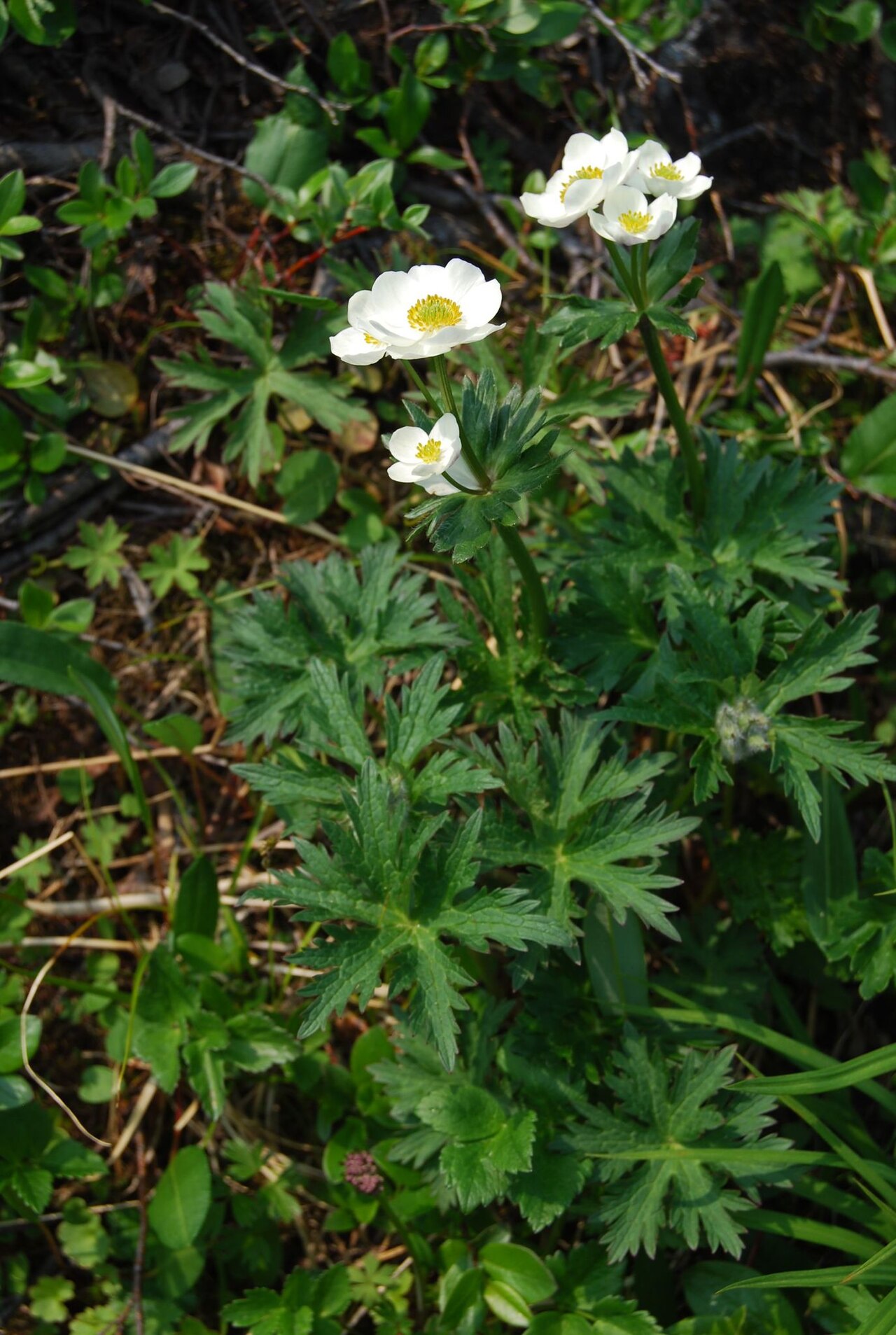 Anemonastrum sibiricum: Anemonastrum sibiricum