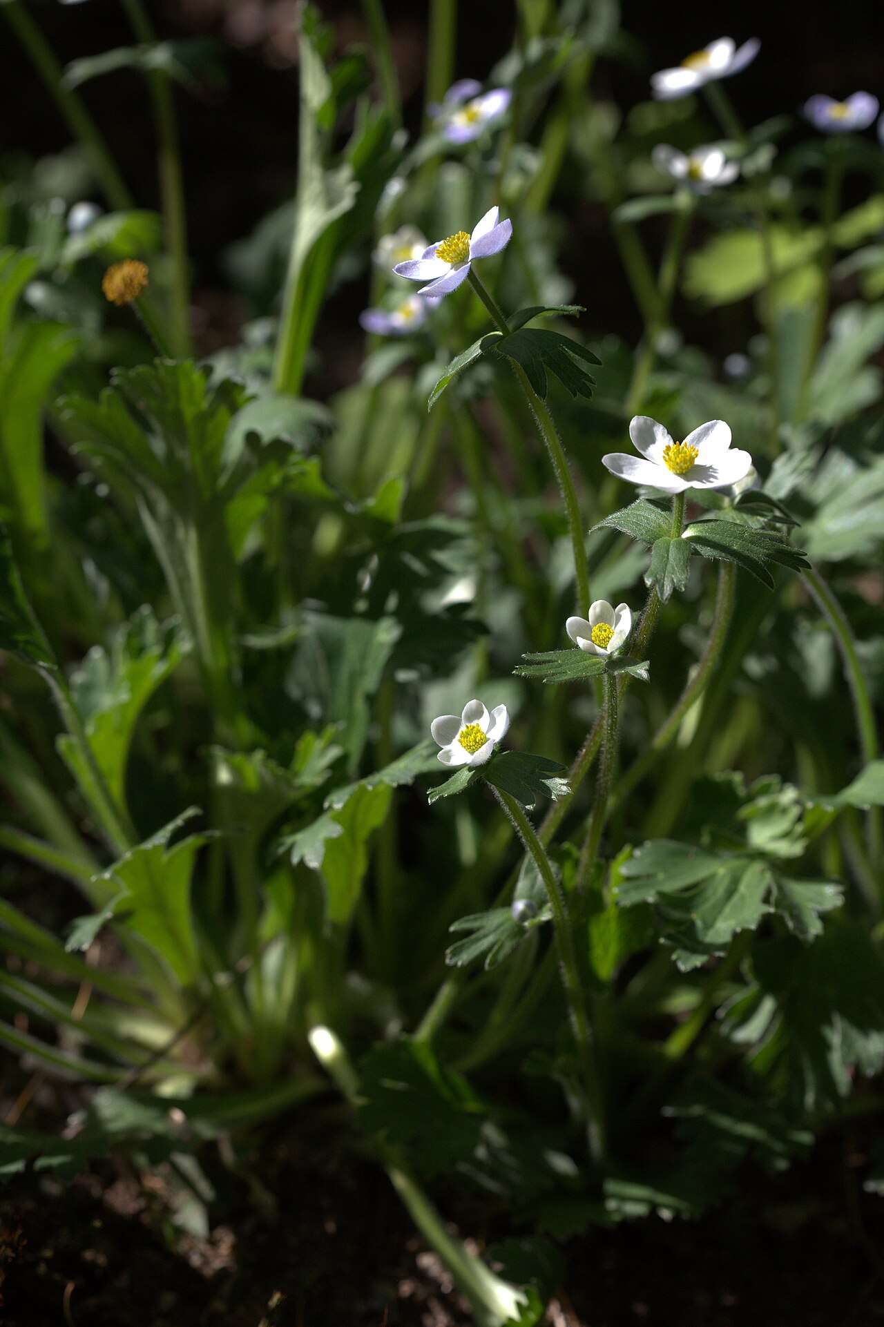 Anemonastrum trullifolium: Photo taken at Gothenburg botanical garden. Specimen id: 1984-0300 s Z Seed collected in 1984 from known wild origin (GBT/Edinburg (SBEC 797))