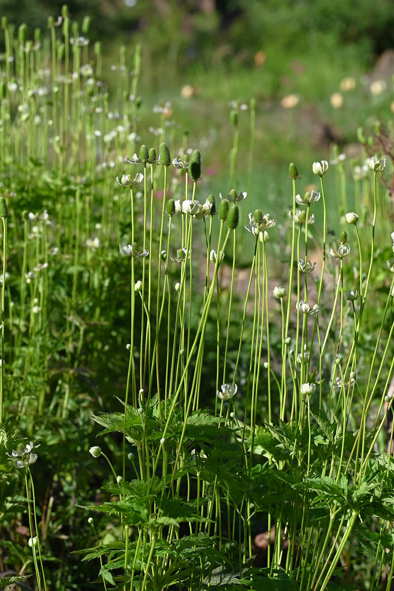 Anemone altaica: Anemone altaica in the Botanischer Garten, Berlin-Dahlem