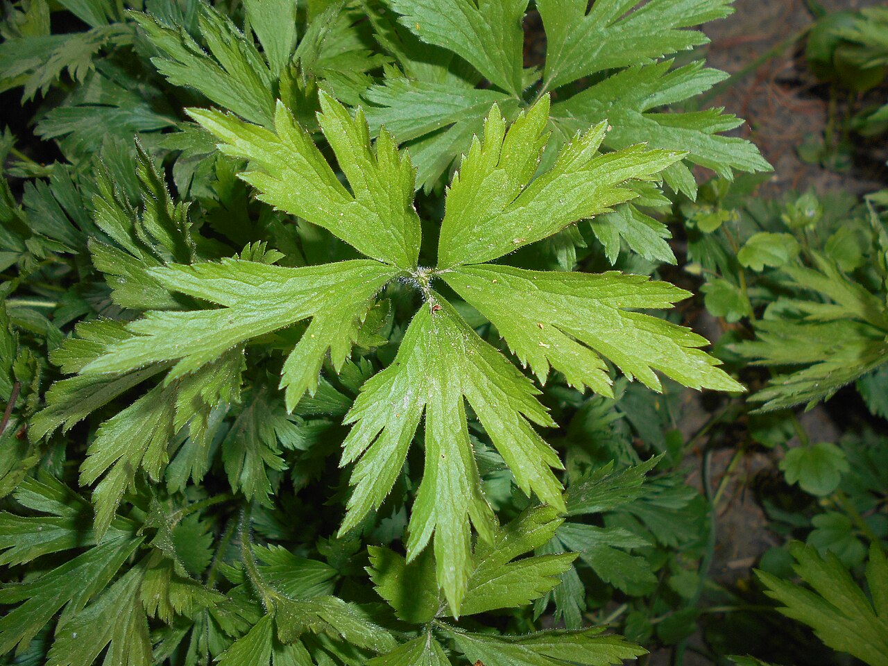Anemone altaica: Zawilec ałtajski ( Anemone altaica ), Ogród Botaniczny UMCS w Lublinie