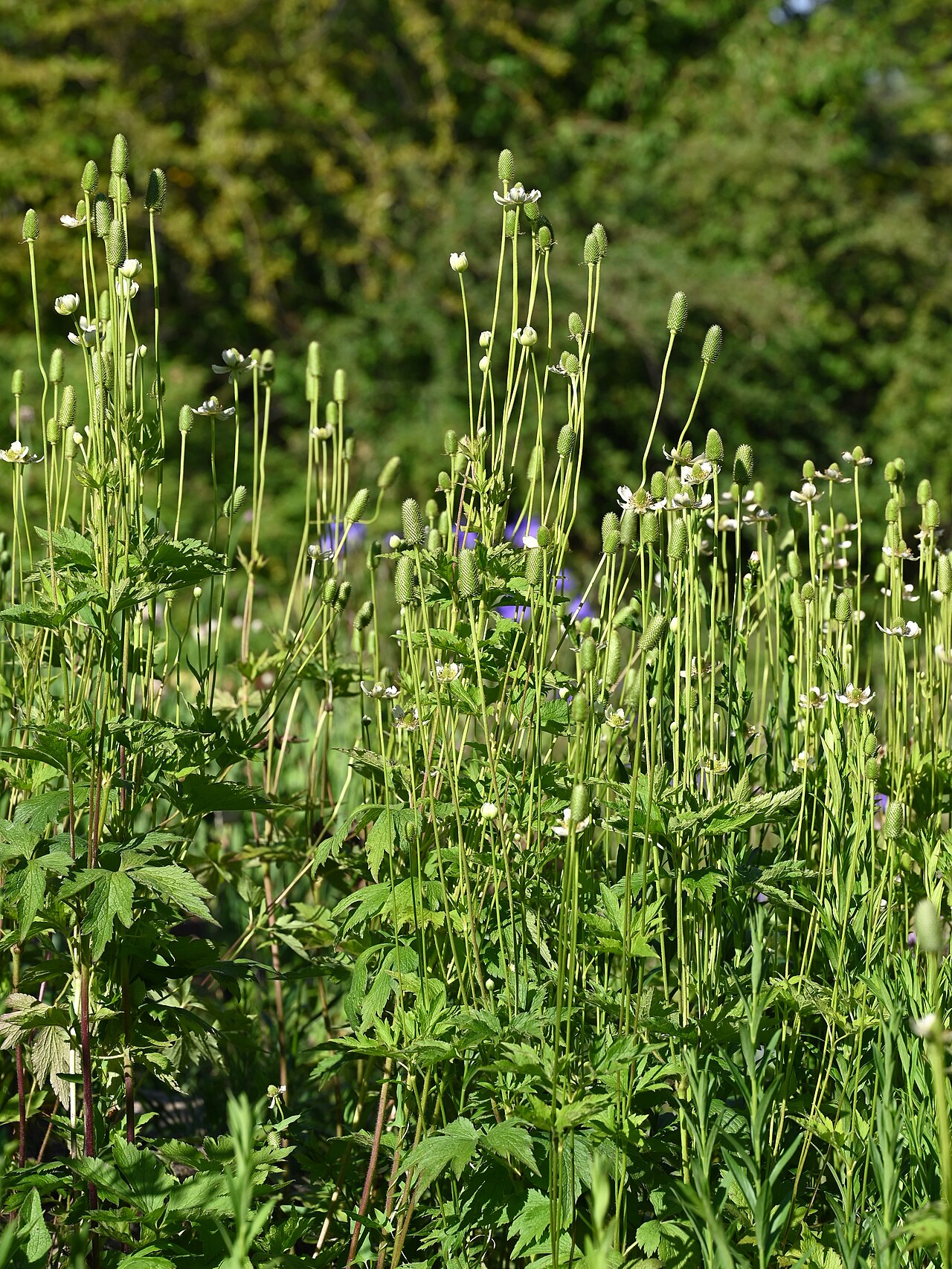 Anemone altaica: Anemone altaica in the Botanischer Garten, Berlin-Dahlem