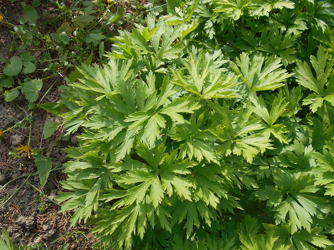 Anemone altaica: Zawilec ałtajski ( Anemone altaica ), Ogród Botaniczny UMCS w Lublinie