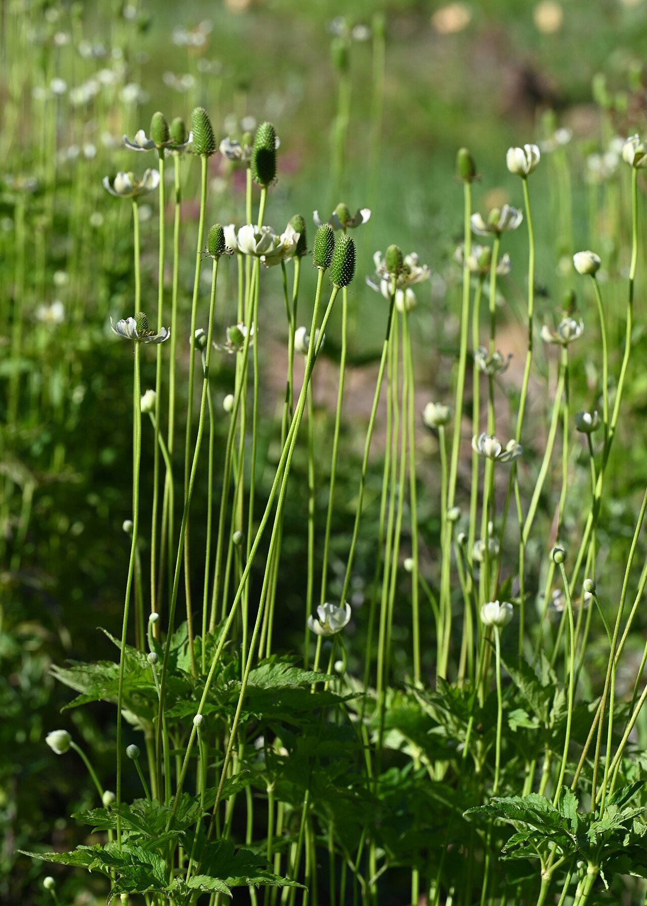 Anemone altaica: Anemone altaica in the Botanischer Garten, Berlin-Dahlem