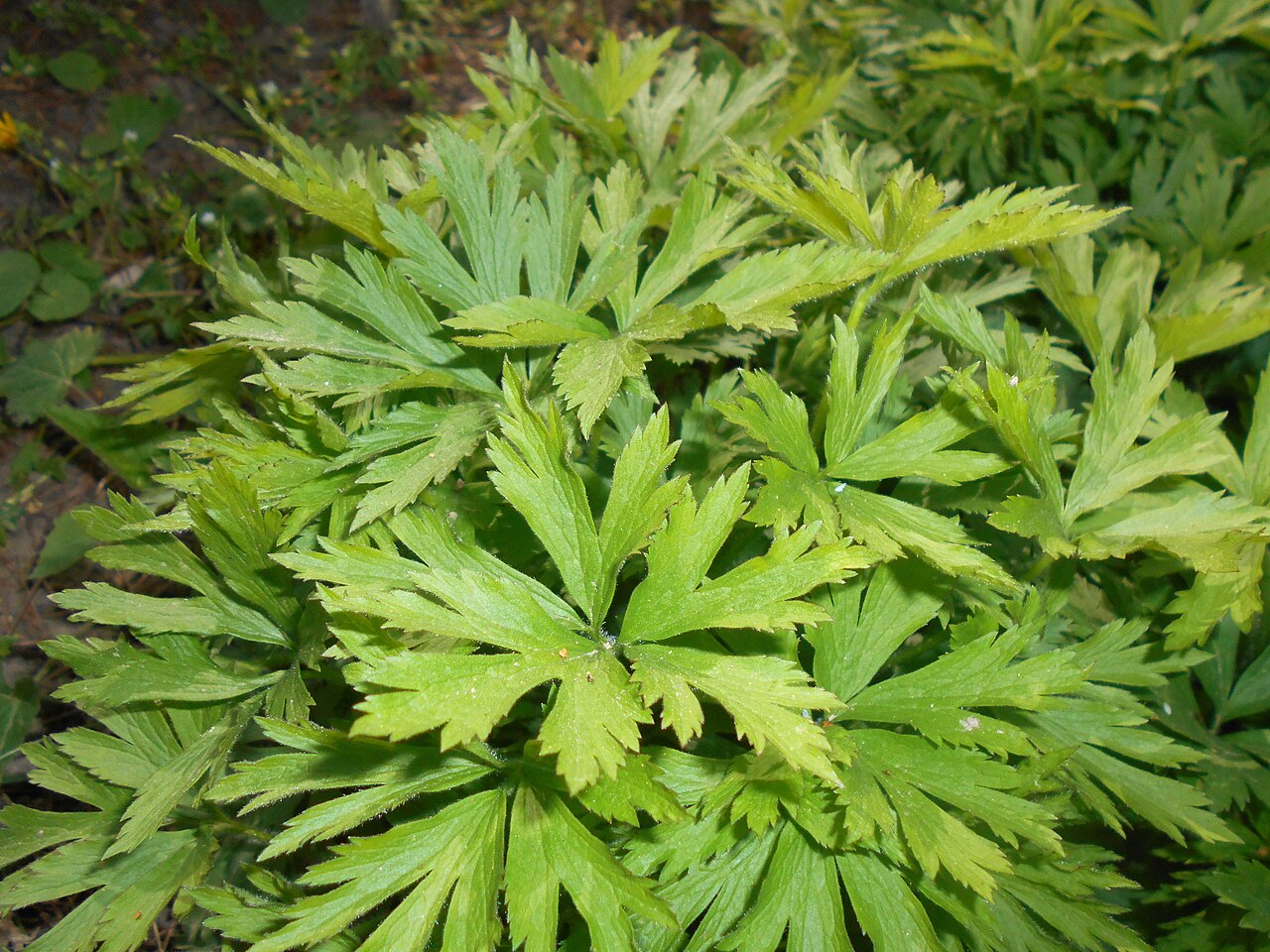 Anemone altaica: Zawilec ałtajski ( Anemone altaica ), Ogród Botaniczny UMCS w Lublinie