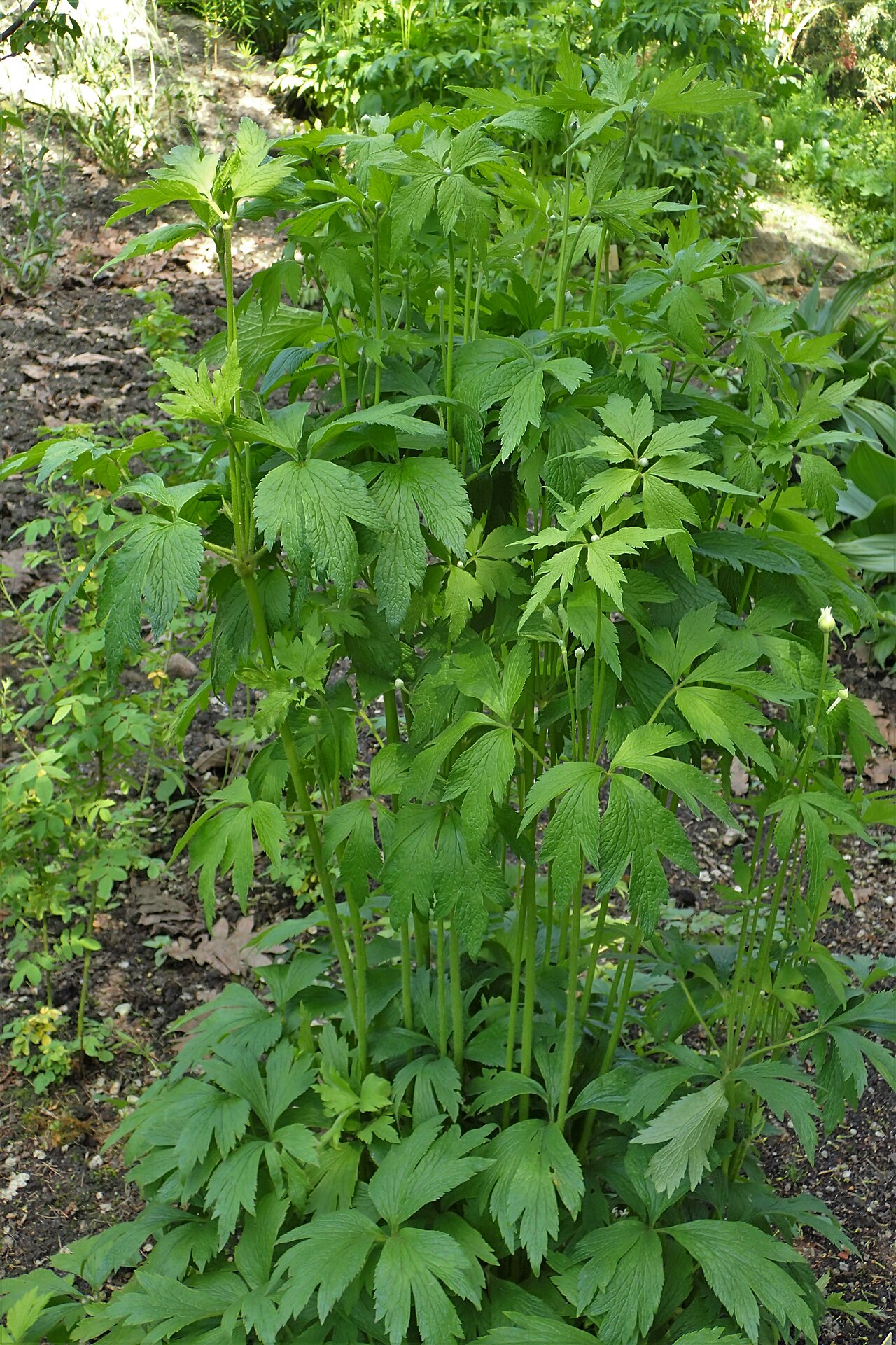 Anemone altaica: Anemone altaica in the Botanischer Garten, Berlin-Dahlem