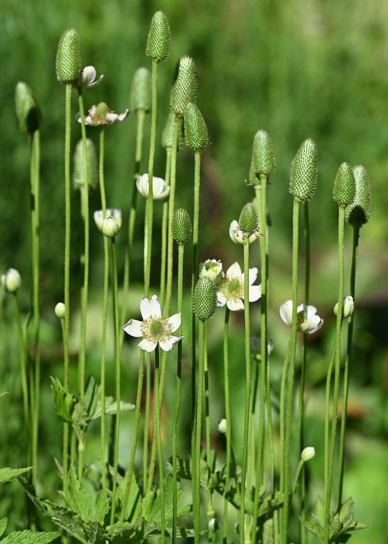 Anemone altaica: Anemone altaica in the Botanischer Garten, Berlin-Dahlem