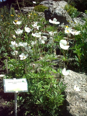 Anemone altaica (Anemone altaica)