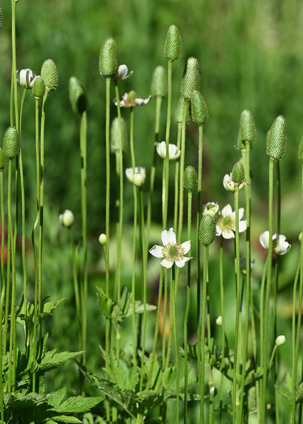 Anemone altaica: Anemone altaica in the Botanischer Garten, Berlin-Dahlem